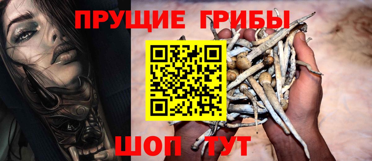Псилоцибиновые грибы Cubensis Балашов